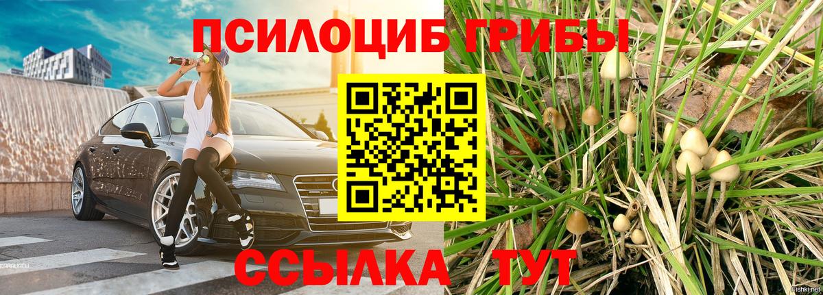 Галлюциногенные грибы Psilocybine cubensis Вышний Волочёк